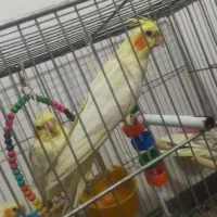 آماده سخنگو|پرنده|برخوار, |دیوار