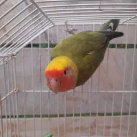 طوزی برزیلی صورت هلویی ماده
