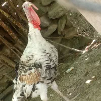 بوقلمون نر سنگین بندرگز