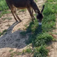 یک الاغ جوان