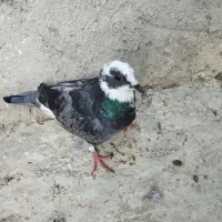 فروش کبوتر|پرنده|بندر ترکمن, |دیوار