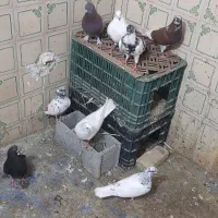 ۱۰تاکبوترپرشی دونه ۳۰۰ درخدمتم