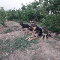 قیمت توافقی