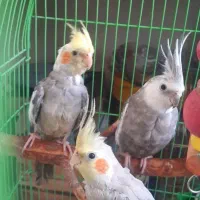 سه تا عروس هلندی