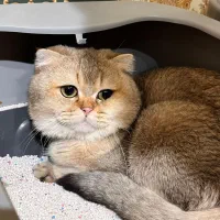 نر گلد مولد قوی|گربه|تهران, میرداماد|دیوار