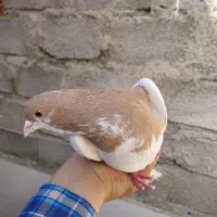 کبوتر یال زرد