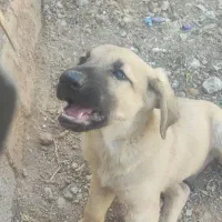 توله سگ گم شده
