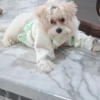 سگ پاکوتاه|سگ|کاشان, فاز ۲ ناجی آباد|دیوار