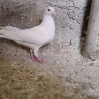 کفتر یجایی|پرنده|ری, شهرک نظامی|دیوار