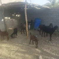 بز نر و ماده دوقلو زا|حیوانات مزرعه|اهواز, اسلام آباد شرقی|دیوار
