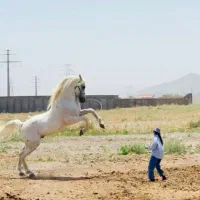 کره اسب عرب مصری معاوضه با موتور