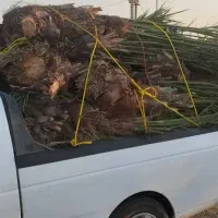 فروش نخل جنوب