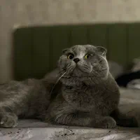 اسکاتیش بلو