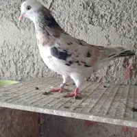 کفتر آسمان خراش