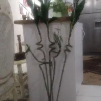 گل بامبو خوشگل وزیبا واقعا انگار طبیعی هستش|گل مصنوعی|هشتگرد, شهرک آرتیمان|دیوار