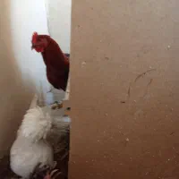 مرغ و خروس زینتی سلطان|حیوانات مزرعه|ساوه, |دیوار