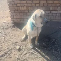 سگ ماده پژدر گمشده