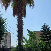 تک درخت پالم|خدمات باغبانی و درختکاری|فریدون‌کنار, |دیوار