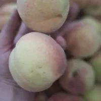 هلو درشت و رسیده
