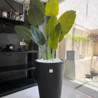 گیاه مصنوعی پرنده بهشتی با گلدان مینیمال مشکی|گل مصنوعی|تهران, زعفرانیه|دیوار