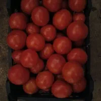 فروش گوجه سبدی