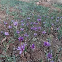 سیم کارت ۹۱۲ کد ۵