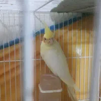 عروس‌هلندی‌وگرینچیک|پرنده|سبزوار, زینبیه|دیوار