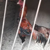 تخم مرغ لاری نطفه دار