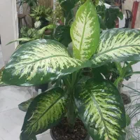 برگ انجیری دیفن لیندا