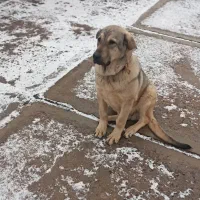 سگ عراقی 6ماهه|سگ|نظر کهریزی, |دیوار