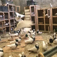 طوقی نر و ماده