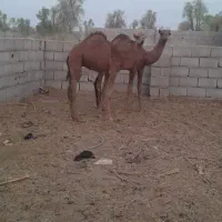 شتر|حیوانات مزرعه|کرمان, |دیوار