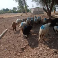 مقداری گوسفند میش و بره|حیوانات مزرعه|اندیمشک, |دیوار