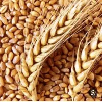 گندم   آبی