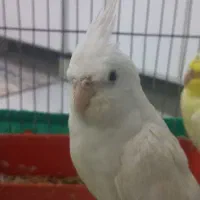 عروس هلندی ۳ عدد