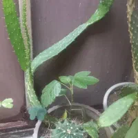 گل و گیاه گلدونی|گل و گیاه طبیعی|رشت, یخسازی|دیوار