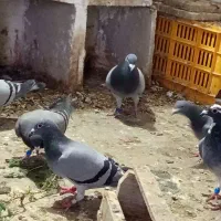 کبوتر پلاکی