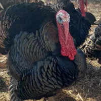 بوقلمون رسمی