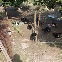 فروش اردک روسی