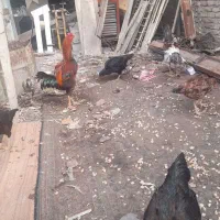 تعدادی مرغ وخر وس لاری اصل وجوان