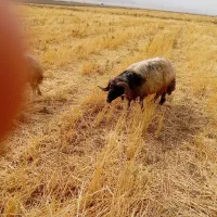 قوچ‌‌‌‌...زوله ای