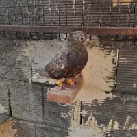 رنگی درجه یک نر سربندر