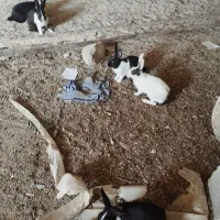 تعویض خرگوش با کبوتر