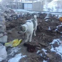 سگ گله الاش