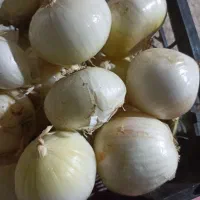 حراج حراج پیاز سفید درشت