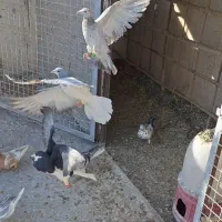 کفتر پرشی|پرنده|زاویه, |دیوار