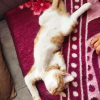 گربه خانگی تربیت شده