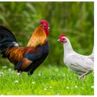 انواع طیور مرغ و خروس و ...