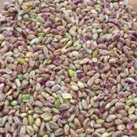 خریدار پسته گو.دمبس روآبی.مغز.ازیه کیلوتاتناژ.نقدی|خدمات باغبانی و درختکاری|رفسنجان, |دیوار