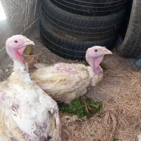 بوقلمون بیوتی